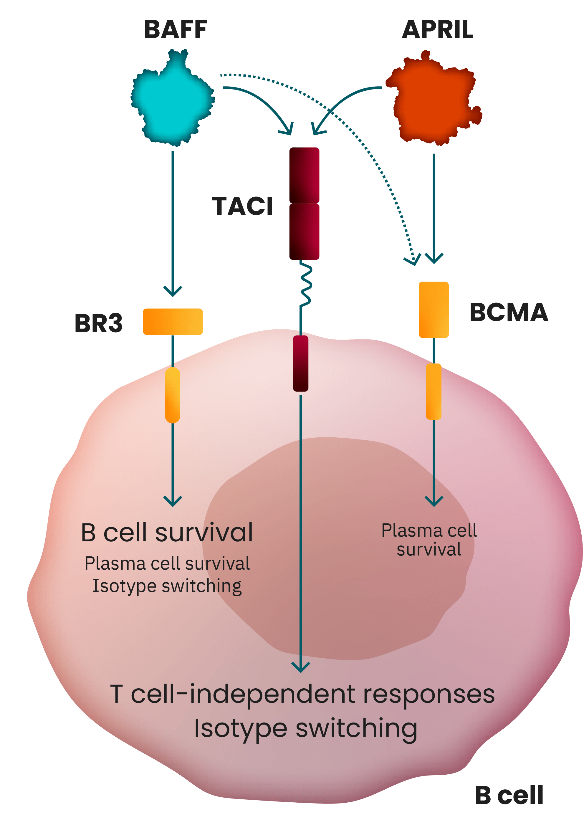 Illustration of the effects that cytokines BAFF and APRIL have on B cells