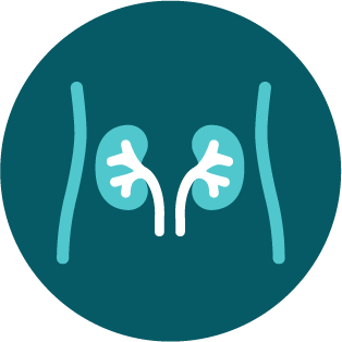 Blue kidneys icon