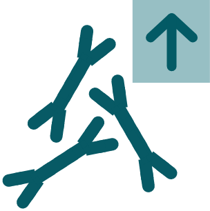 Illustration of the four disease markers in IgAN: Gd-IgA1, hematuria, proteinuria, and kidney function (eGFR)